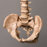 "Harvey" Skeleton Spine, Life Size, 2nd Class, Aged Version
