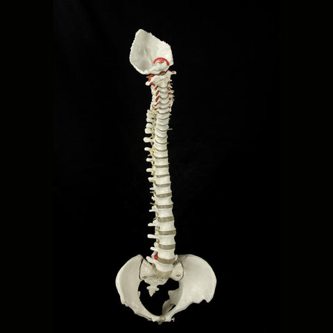 "Bucky" Skeleton Spine,  Life-Size, 4th Quality