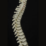 "Bucky" Skeleton Spine,  Life-Size, 4th Quality