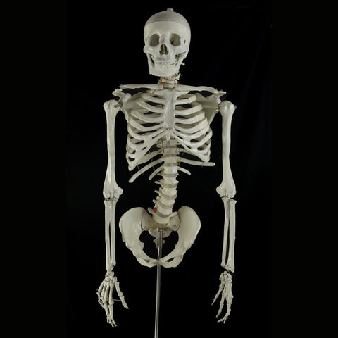 "Bucky" Skeleton Torso With Arms